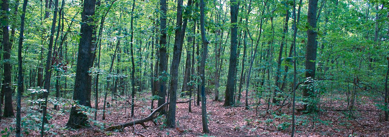 This is a photograph of the woods at Mine Run battlefield. 